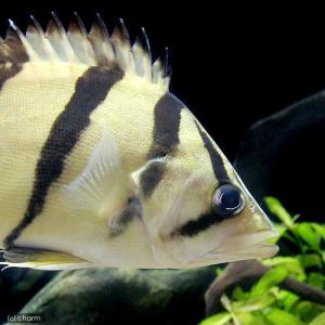 熱帯魚）ダトニオプラスワン Sサイズ（約3．5〜7cm）（3匹