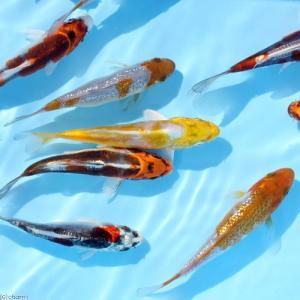 （錦鯉）錦鯉ミックス　光物　８〜１３ｃｍ（５匹）