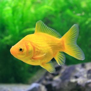(国産金魚)玉黄金(1匹)の商品画像