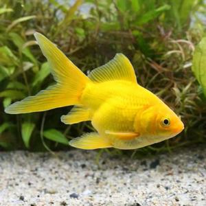 (国産金魚)玉黄金(1匹)の詳細画像1