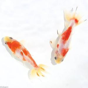 （国産金魚）桜和金（１匹）｜chanet