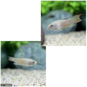 (熱帯魚)パラダイスフィッシュ(タイワンキンギ...の詳細画像1