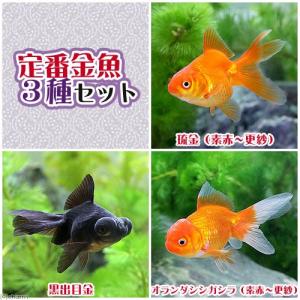（国産金魚）定番金魚３種セット（各１匹）｜chanet