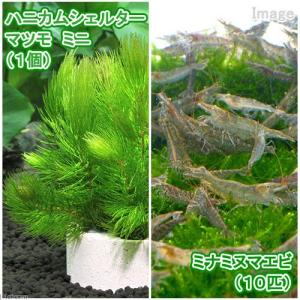 （エビ）（水草）ハニカムシェルターマツモ　ミニ（無農薬）（１個）＋ミナミヌマエビ（１０匹）　北海道・九州航空便要保温｜chanet