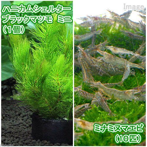 （エビ）（水草）ハニカムシェルターブラック　マツモ　ミニ（無農薬）（１個）＋ミナミヌマエビ（１０匹）