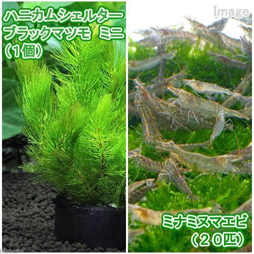（エビ）（水草）ハニカムシェルターブラック　マツモ　ミニ（無農薬）（１個）＋ミナミヌマエビ（２０匹）