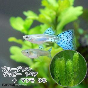 （熱帯魚）（水草）ブルーグラスグッピー（国産グッピー）（１ペア）＋マツモ（３本）　北海道・九州航空便要保温｜chanet