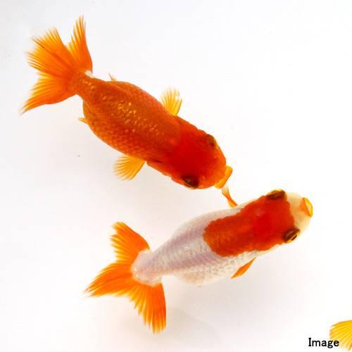 （国産金魚）宇野系らんちゅう（１匹）