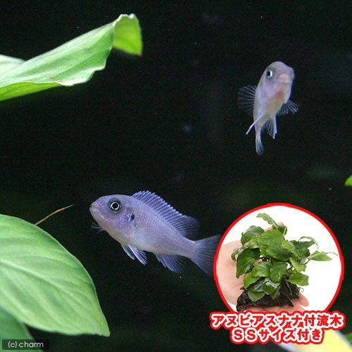 （熱帯魚）（水草）コバルトブルー・シクリッド（４匹）＋巻きたて　アヌビアスナナ　付流木　ＳＳサイズ（...