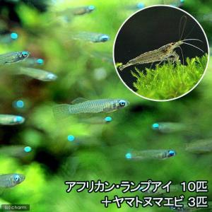 (熱帯魚)アフリカン・ランプアイ(10匹) + ...の商品画像