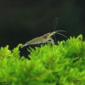 (熱帯魚)アフリカン・ランプアイ(10匹)+ヤ...の詳細画像2