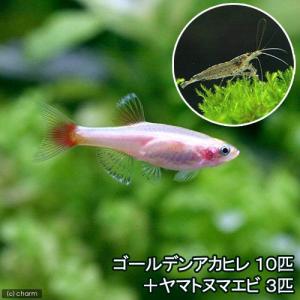 （熱帯魚）ゴールデンアカヒレ（１０匹）　＋　ヤマトヌマエビ（３匹）　北海道・九州航空便要保温