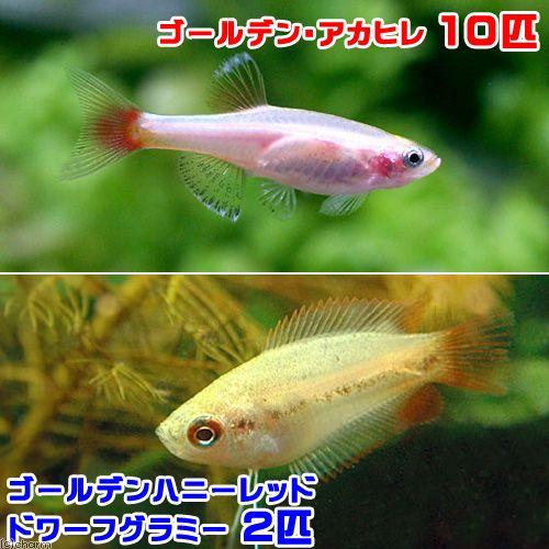 （熱帯魚）ゴールデンアカヒレ（１０匹）　＋　ゴールデンハニーレッド・ドワーフグラミー（２匹）　北海道...