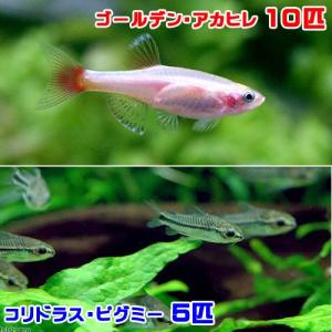 アカヒレ 水槽 鑑賞魚生体 の商品一覧 熱帯魚 アクアリウム用品 ペット用品 生き物 通販 Yahoo ショッピング
