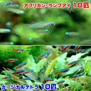 （熱帯魚）アフリカン・ランプアイ　Ｓサイズ�