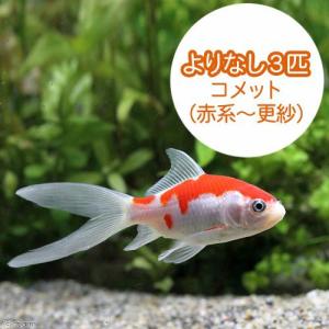 （国産金魚）よりなし（無選別）コメット　赤系〜更紗（３匹）