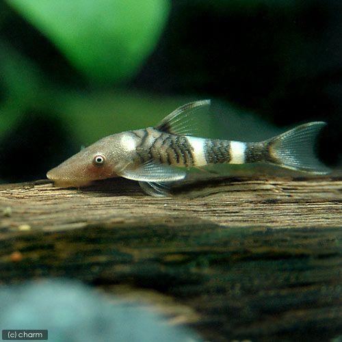 （熱帯魚）ボルケーノオトシン（３匹）　北海道・九州航空便要保温