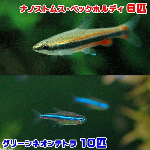 （熱帯魚）グリーンネオンテトラ（１０匹）＋ナノストムス・ベックホルディ（６匹）　北海道・九州航空便要...