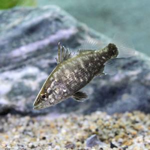 （淡水魚）アカメ　ＳＳサイズ（１匹）