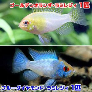 （熱帯魚）ブルーダイヤモンド・ラミレジィ（１匹）＋ゴールデンオランダ・ラミレジィ（１匹）　北海道・九州航空便要保温｜chanet