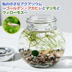 （熱帯魚）（水草）私の小さなアクアリウム　ゴールデンアカヒレボトルセット〜マリモとウィローモス〜（１セット）　本州四国限定
