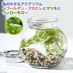 アクアインテリア特集 チャーム