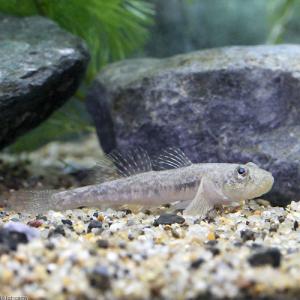 （淡水魚）ビリンゴ（１匹）
