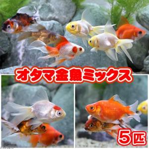(国産金魚)オタマ金魚ミックス(5匹)の詳細画像1