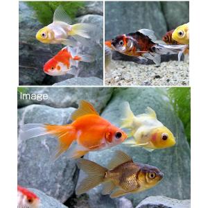 (国産金魚)オタマ金魚ミックス(5匹)の詳細画像2