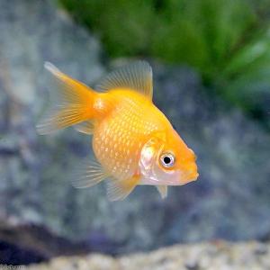(国産金魚)ピンポンパール(3匹)の詳細画像1