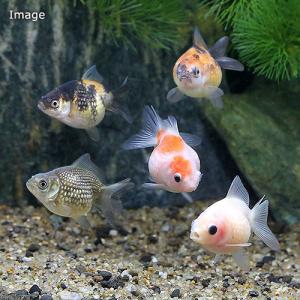 (国産金魚)ピンポンパール(3匹)の詳細画像2