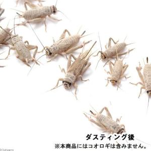 カキ殻粉末 粗目 1袋 約150g 爬虫類 鳥...の詳細画像2