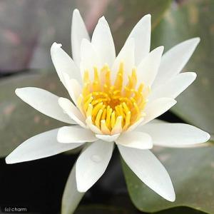 （ビオトープ）睡蓮　温帯性睡蓮（スイレン）（チェンジャブル）　アーカンシェル　Ａｒｃ−ｅｎ−Ｃｉｅｌ　錦葉睡蓮（１ポット）（休眠状態）