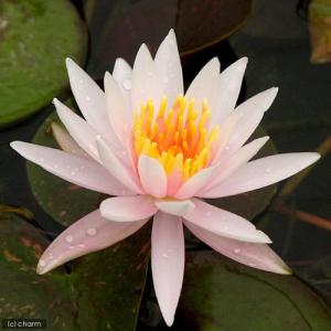 (ビオトープ)睡蓮 温帯性睡蓮(スイレン)(チ...の詳細画像1