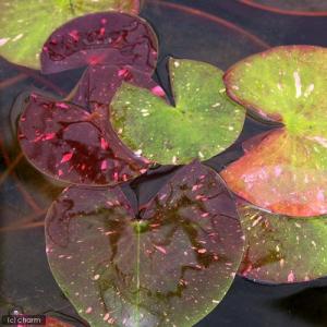 (ビオトープ)睡蓮 温帯性睡蓮(スイレン)(チ...の詳細画像2