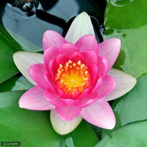 （ビオトープ）睡蓮　温帯性睡蓮（スイレン）（赤）　マサニエロ　ＭａＳａｎｉｅｌｌｏ　（１ポット）（休眠状態）