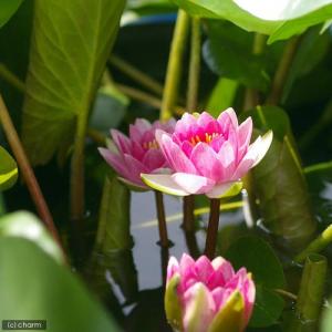 (ビオトープ)睡蓮 温帯性睡蓮(スイレン)(赤...の詳細画像1