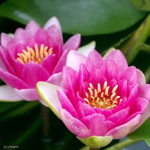 (ビオトープ)睡蓮 温帯性睡蓮(スイレン)(赤...の詳細画像2