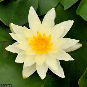 チャーム（charm） （ビオトープ）睡蓮 温帯性睡蓮（スイレン）（黄