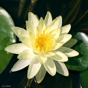 (ビオトープ)睡蓮 温帯性睡蓮(スイレン)(黄...の詳細画像1