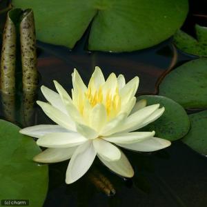 (ビオトープ)睡蓮 温帯性睡蓮(スイレン)(黄...の詳細画像2