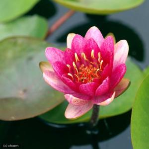 （ビオトープ）睡蓮　温帯性睡蓮（スイレン）（赤）　バーガンディ・プリンセス　Ｂｕｒｇｕｎｄｙ　ＰｒｉｎｃｅＳＳ　（１ポット）（休眠状態）