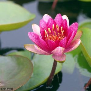 (ビオトープ)睡蓮 温帯性睡蓮(スイレン)(赤...の詳細画像1