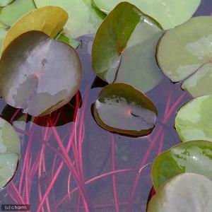 (ビオトープ)睡蓮 温帯性睡蓮(スイレン)(赤...の詳細画像2