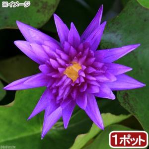 （ビオトープ）睡蓮　熱帯性睡蓮（スイレン）（青）　キング・オブ・サイアム（１ポット）（休眠状態）