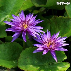 (ビオトープ)睡蓮 熱帯性睡蓮(スイレン)(青...の詳細画像1