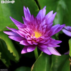 (ビオトープ)睡蓮 熱帯性睡蓮(スイレン)(青...の詳細画像2