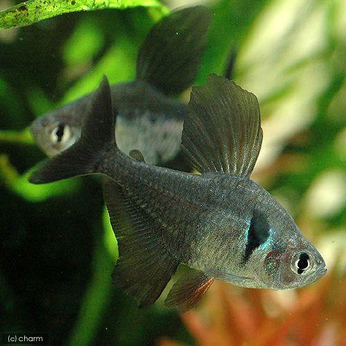 （熱帯魚）ブラックファントム・テトラ（６匹）　北海道・九州航空便要保温