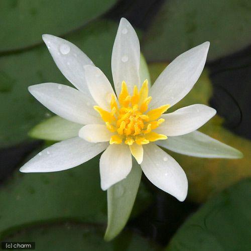 （ビオトープ）睡蓮　ヒツジグサ（１ポット）　浮葉植物