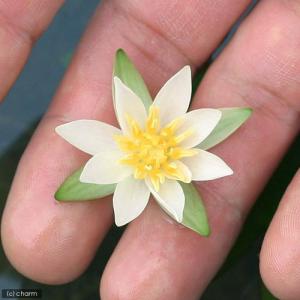 (ビオトープ)睡蓮 ヒツジグサ(無農薬)(1ポ...の詳細画像1